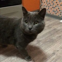 Подробнее об объявлении «Найдена кошка Курган» Фото: найдена кошка  «Найдена кошка Курган» в г. Курган