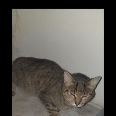 Подробнее об объявлении «Найдена кошка Томск» Фото: найдена кошка  «Найдена кошка Томск» в г. Томск