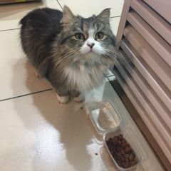 Подробнее об объявлении «Найдена кошка Курган» Фото: найдена кошка  «Найдена кошка Курган» в г. Курган