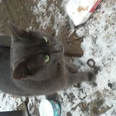 Подробнее об объявлении «Москва Найден кот» Фото: найдена кошка  «Москва Найден кот» в г. Москва