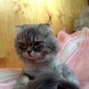 Подробнее об объявлении «Найден кот Батайск» Фото: найдена кошка Шотландская вислоухая «Найден кот Батайск» в г. Батайск