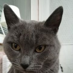 Подробнее об объявлении «Саранск Найден кот» Фото: найдена кошка  «Саранск Найден кот» в г. Саранск