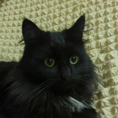 Подробнее об объявлении «Найден кот черный кот Уфа» Фото: найдена кошка  «Найден кот черный кот Уфа» в г. Уфа