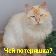Подробнее об объявлении «Найден кот Ростов-на-Дону» Фото: найдена кошка  «Найден кот Ростов-на-Дону» в г. Ростов-на-Дону
