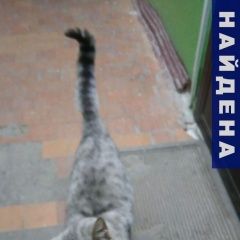 Подробнее об объявлении «Найден кот Казань» Фото: найдена кошка  «Найден кот Казань» в г. Казань