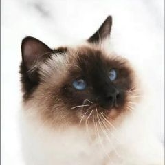 Подробнее об объявлении «Найдена кошка Курган» Фото: найдена кошка  «Найдена кошка Курган» в г. Курган