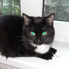 Подробнее об объявлении «Москва Найдена кошка» Фото: найдена кошка  «Москва Найдена кошка» в г. Москва