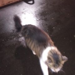 Подробнее об объявлении «Москва Найдена кошка бегает на улице вечером» Фото: найдена кошка  «Москва Найдена кошка бегает на улице вечером» в г. Москва
