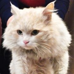 Подробнее об объявлении «Краснодар Найден кот» Фото: найдена кошка  «Краснодар Найден кот» в г. Краснодар