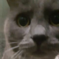 Подробнее об объявлении «Найден кот Троицк» Фото: найдена кошка  «Найден кот Троицк» в г. Троицк