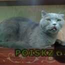 Подробнее об объявлении «Новосибирск Найден кот сентября» Фото: найдена кошка Британская короткошерстная «Новосибирск Найден кот сентября» в г. Новосибирск