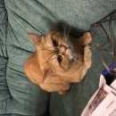 Подробнее об объявлении «Москва Найден кот рыжий кот.» Фото: найдена кошка |  Американо - Канадская - Белая овчарка «Москва Найден кот рыжий кот.» в г. Москва