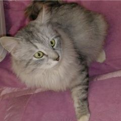 Подробнее об объявлении «Москва Найден кот» Фото: найдена кошка  «Москва Найден кот» в г. Москва