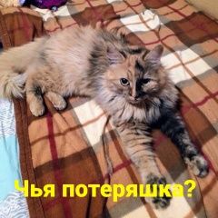 Подробнее об объявлении «Найдена кошка Ростов-на-Дону» Фото: найдена кошка  «Найдена кошка Ростов-на-Дону» в г. Ростов-на-Дону