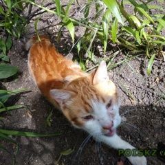 Подробнее об объявлении «Москва Найден кот» Фото: найдена кошка  «Москва Найден кот» в г. Москва
