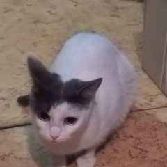 Подробнее об объявлении «Москва Найдена кошка» Фото: найдена кошка  «Москва Найдена кошка» в г. Москва