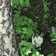 Подробнее об объявлении «Москва Найдена кошка» Фото: найдена кошка  «Москва Найдена кошка» в г. Москва