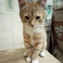 Подробнее об объявлении «Санкт-Петербург Найден кот» Фото: найдена кошка  «Санкт-Петербург Найден кот» в г. Санкт-Петербург