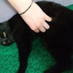 Подробнее об объявлении «Ангарск Найден кот» Фото: найдена кошка  «Ангарск Найден кот» в г. Ангарск