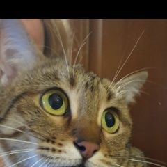 Подробнее об объявлении «Москва Найдена кошка» Фото: найдена кошка  «Москва Найдена кошка» в г. Москва