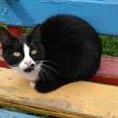Подробнее об объявлении «Москва Найдена кошка» Фото: найдена кошка  «Москва Найдена кошка» в г. Москва