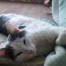 Подробнее об объявлении «Найден кот Балашиха» Фото: найдена кошка  «Найден кот Балашиха» в г. Балашиха