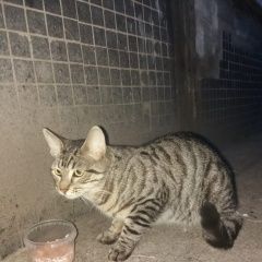 Подробнее об объявлении «Найден кот ищет дом Санкт-Петербург» Фото: найдена кошка  «Найден кот ищет дом Санкт-Петербург» в г. Санкт-Петербург