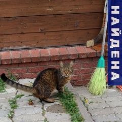 Подробнее об объявлении «Найден котик кастриров. Нижний Новгород» Фото: найдена кошка  «Найден котик кастриров. Нижний Новгород» в г. Нижний Новгород