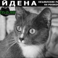 Подробнее об объявлении «Москва Найдена кошка» Фото: найдена кошка  «Москва Найдена кошка» в г. Москва