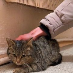 Подробнее об объявлении «Тольятти Найдена кошка» Фото: найдена кошка  «Тольятти Найдена кошка» в г. Тольятти