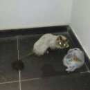 Подробнее об объявлении «Мытищи Найдена кошка» Фото: найдена кошка  «Мытищи Найдена кошка» в г. Мытищи