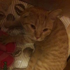 Подробнее об объявлении «Химки Найден кот» Фото: найдена кошка  «Химки Найден кот» в г. Химки