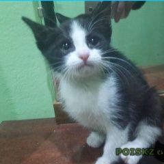 Подробнее об объявлении «Москва Найдена кошка котенок» Фото: найдена кошка  «Москва Найдена кошка котенок» в г. Москва