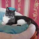 Подробнее об объявлении «Москва Найден кот» Фото: найдена кошка Британская короткошерстная «Москва Найден кот» в г. Москва