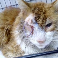 Подробнее об объявлении «Москва Найден кот» Фото: найдена кошка  «Москва Найден кот» в г. Москва