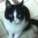 Подробнее об объявлении «Найден кот черно белый кот Дмитров» Фото: найдена кошка  «Найден кот черно белый кот Дмитров» в г. Дмитров