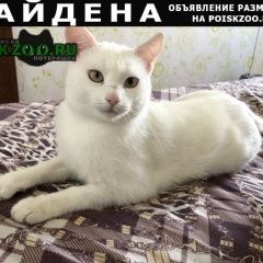 Подробнее об объявлении «Найден кот Ростов-на-Дону» Фото: найдена кошка  «Найден кот Ростов-на-Дону» в г. Ростов-на-Дону