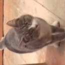 Подробнее об объявлении «Найдена кошка 3 неделю в нашем подъезде Верхняя Пышма» Фото: найдена кошка  «Найдена кошка 3 неделю в нашем подъезде Верхняя...» в г. Верхняя Пышма