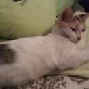 Подробнее об объявлении «Санкт-Петербург Найдена кошка приморский район домашняя кошка» Фото: найдена кошка  «Санкт-Петербург Найдена кошка приморский район...» в г. Санкт-Петербург