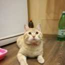 Подробнее об объявлении «Москва Найден кот молодой котик г.» Фото: найдена кошка  «Москва Найден кот молодой котик г.» в г. Москва