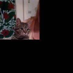 Подробнее об объявлении «Санкт-Петербург Найдена кошка виллози» Фото: найдена кошка  «Санкт-Петербург Найдена кошка виллози» в г. Санкт-Петербург