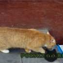 Подробнее об объявлении «Москва Найден кот» Фото: найдена кошка  «Москва Найден кот» в г. Москва