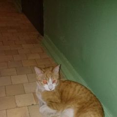 Подробнее об объявлении «Найден кот или кот Пушкино» Фото: найдена кошка  «Найден кот или кот Пушкино» в г. Пушкино