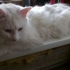 Подробнее об объявлении «Москва Найден кот ул. дорожная д.» Фото: найдена кошка  «Москва Найден кот ул. дорожная д.» в г. Москва