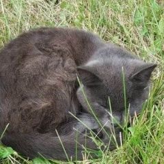 Подробнее об объявлении «Москва Найдена кошка кот.» Фото: найдена кошка Британская короткошерстная «Москва Найдена кошка кот.» в г. Москва