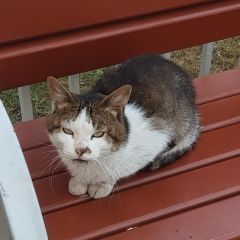 Подробнее об объявлении «Химки Найден кот  бело-серый.» Фото: найдена кошка  «Химки Найден кот  бело-серый.» в г. Химки