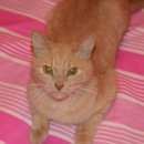 Подробнее об объявлении «Москва Найден кот» Фото: найдена кошка  «Москва Найден кот» в г. Москва