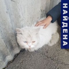 Подробнее об объявлении «Иркутск Найдена кошка белый кот» Фото: найдена кошка  «Иркутск Найдена кошка белый кот» в г. Иркутск