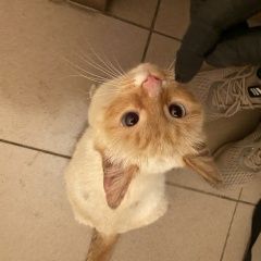 Подробнее об объявлении «Москва Найдена кошка» Фото: найдена кошка Тайская «Москва Найдена кошка» в г. Москва