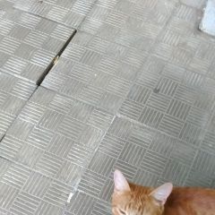 Подробнее об объявлении «Мытищи Найден кот рыжий котик» Фото: найдена кошка  «Мытищи Найден кот рыжий котик» в г. Мытищи